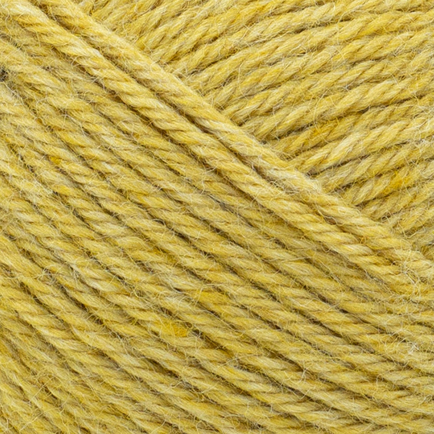 swatch__Maize