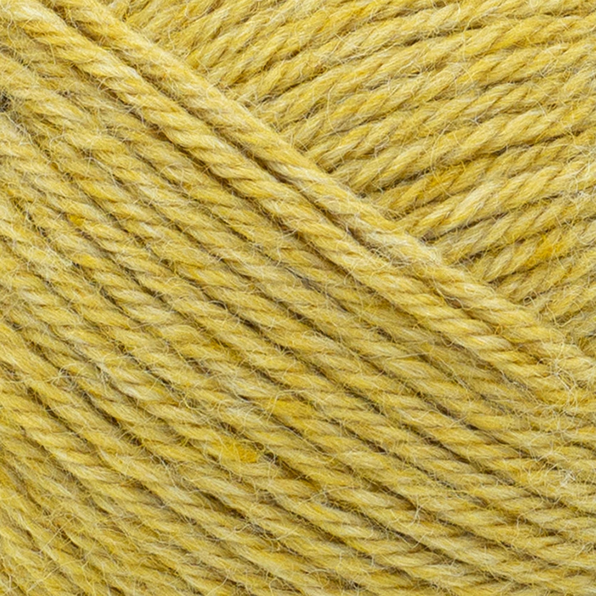 swatch__Maize